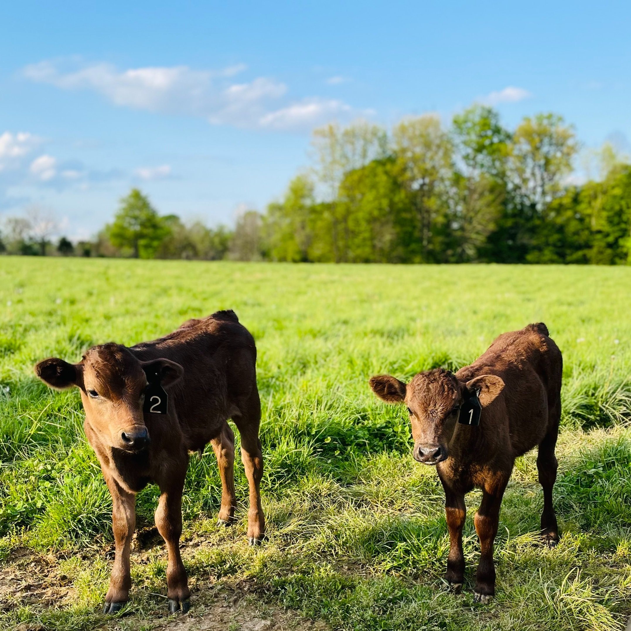 Alexandra+Park+-+IMG_6733 Two brown calves with ear tags standing in a lush green field under a clear blue sky, surrounded by trees in the background.