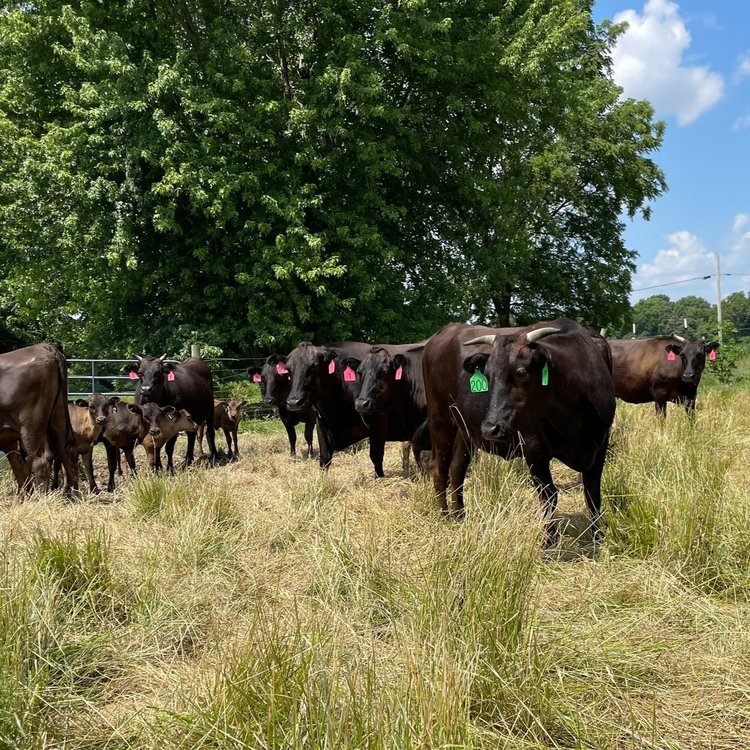 Herd of black cattle grazing in a grassy field, with some wearing identification tags, under clear blue skies and surrounded by trees.